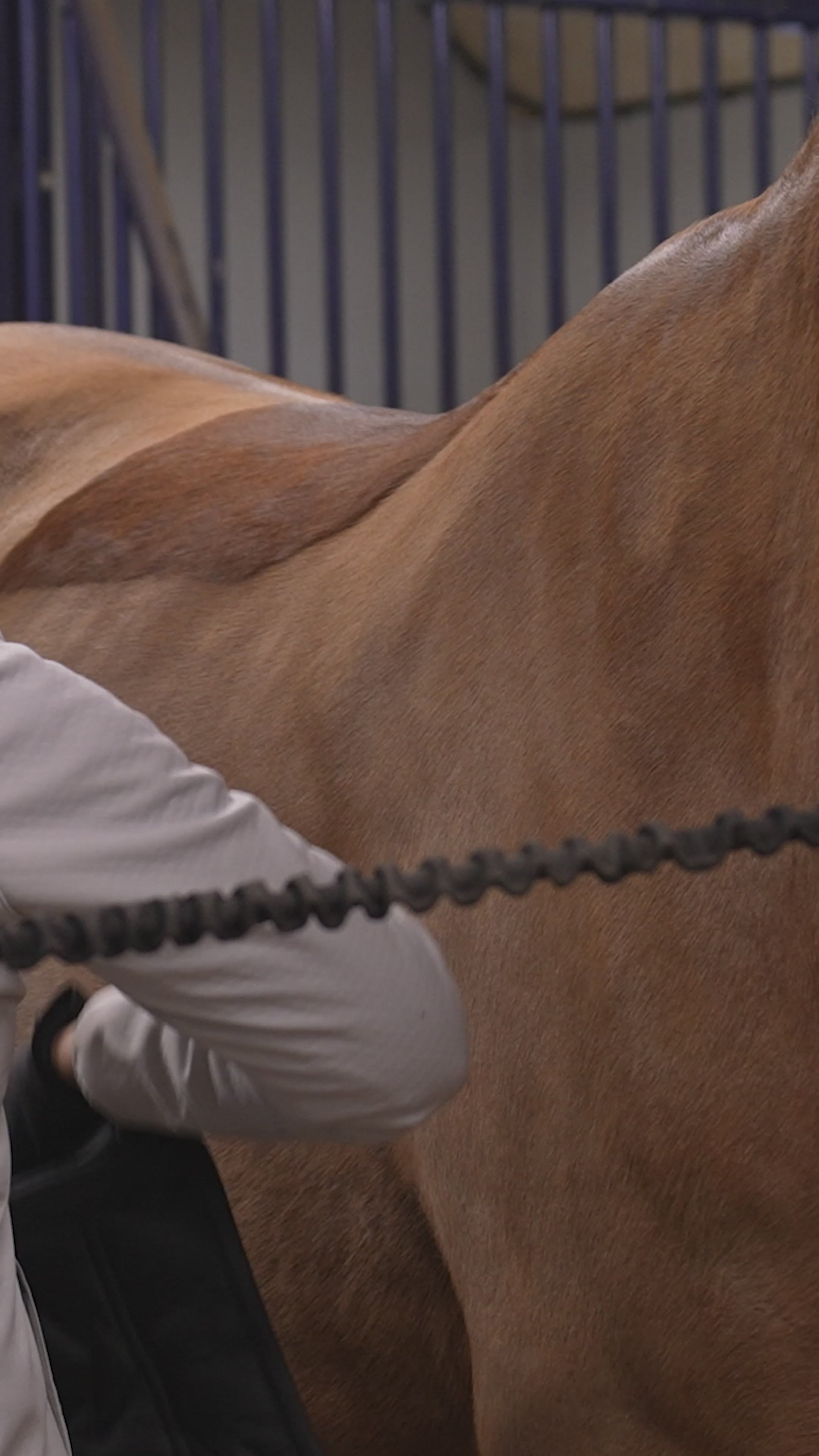 Horse Training Bands with Saddle Pad – Complete Set in Black