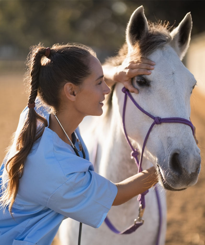 veterinarian-horse.jpg